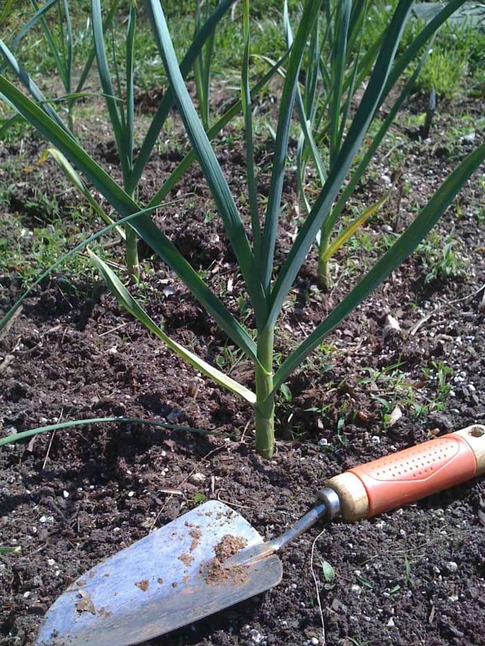 The stalk of this plant is over 1 inch wide. This is the biggest plant in my garden. I have about 30 garlic plants growing at this time.