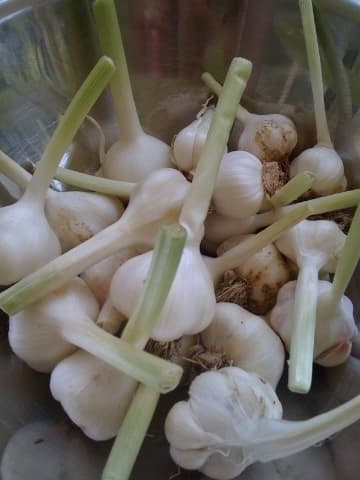 These are my garlic bulbs, after cleaning. I ended up with about 30 bulbs and a jar full of loose cloves.