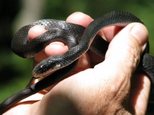 A quick glance of the blue flecks in the scales of this young snake helps you understand why some people call them blue racers.