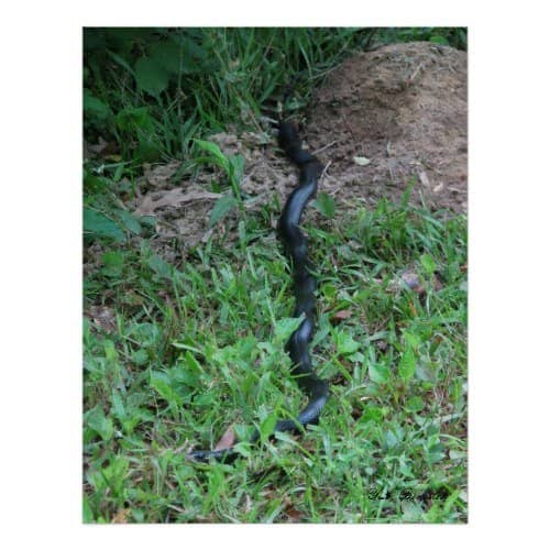 This photo of the weird looking kinked posture that they sometime assume was taken in our yard near the pond. All animals need a source of water to thrive.