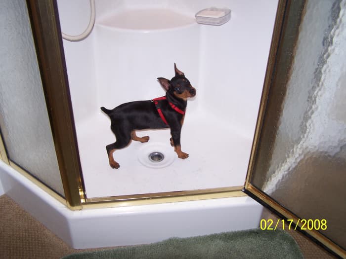 Now that's one HOT DOG- A working dog named Leah that has her own profile on HUBPAGES!!! She even writes hubs in the shower!!