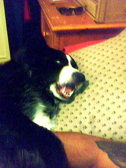 Singing...I'm too sexy for my paws...too sexy for my paws.... (Simon is the authors other Border Collie)