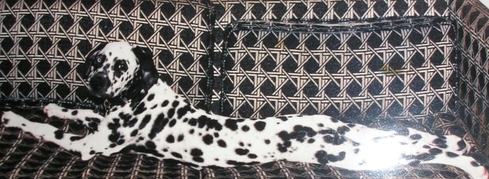 Hi Dorsi: I am enclosing a picture of my l late dog, Elvis. He was - as you can see - totally hawt! Thanks for doing this hub and giving us all the opportunity to brag on our pets!