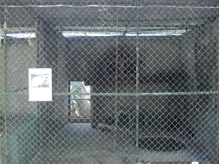 Once again the poor little Palm Civet gets short straw. Though this is bigger than the space offered to them in many collections.