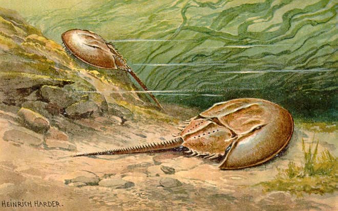 The oldest horseshoe crab fossil is 445 million years old. Few animals are as deserving of the title "living fossil"