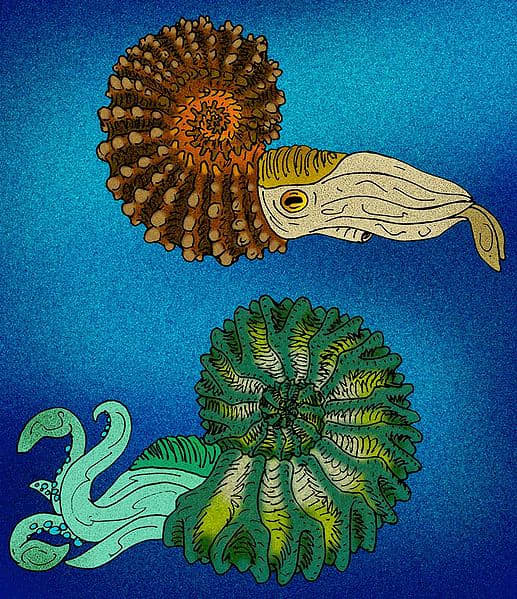 Atist's rendition of an ammonite (although speculations as to what the soft bodied parts looked like is somewhat the job of educated guesses.)