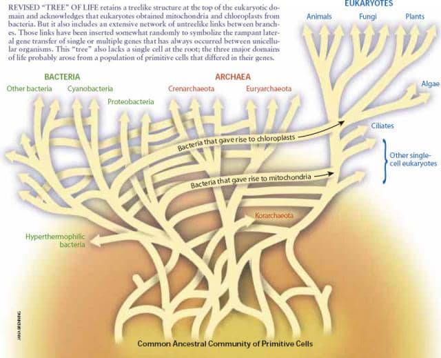 W. Ford Doolittle (2000) "Uprooting the tree of life." Scientific American, 282(2):90-5 The new maps of microbial inter-relatedness are complex. Scientists will soon be producing Webs of Life to describe the higher animals, including humans.