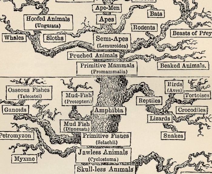 Part of the Tree of Life by Haekel. Popular representations like this helped Darwin's idea become accepted.