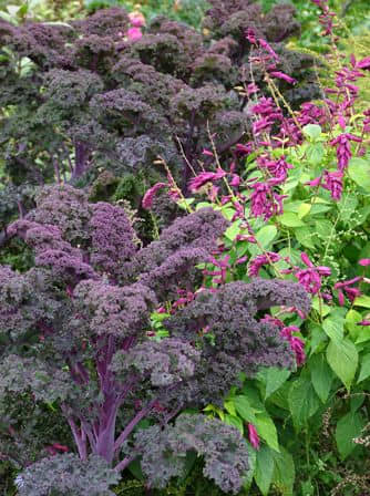 Gorgeous as a colorful foliage plant, kale will brighten your ornamental beds as well as your vegetable garden.