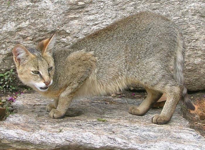 Jungle Cat, Native to Africa, likely candidate for introducing the ticked tabby gene to the domestics.