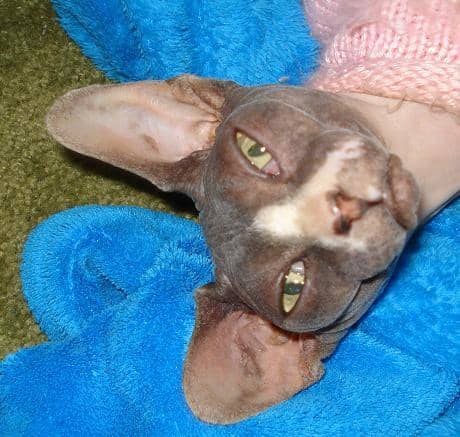 This is Sloopy a sphynx (or hairless) cat who shows the likely future of domestic cats... onward with new mutations!