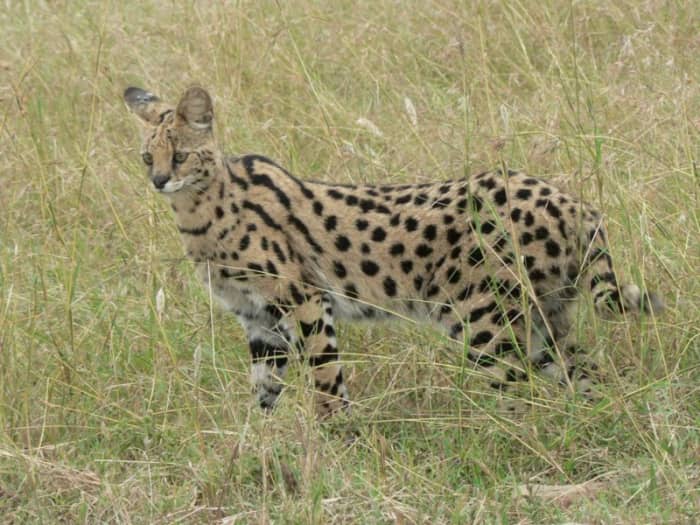 Serval: likely candidate for adding the spotting gene (as they were kept in Egyptian palaces.) Current hybrids are called Savanah cats.