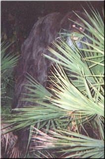 This is what the Big Foot or Swamp Ape looked like that attacked the two teenage boys on Saturday August 1.