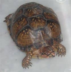 Box Turtles of Louisiana - HubPages