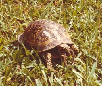 Box Turtles of Louisiana - HubPages