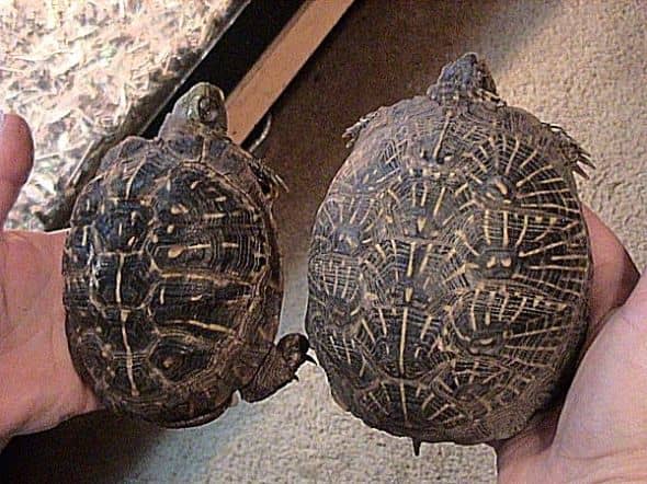 Box Turtles of Louisiana - HubPages