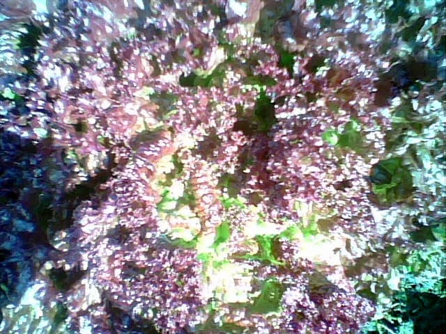 This is a photo of the Red Leaf Lettuce growing in our community garden plot in Hayward,Ca.