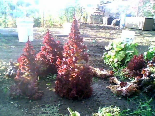 How about a different kind of Christmas tree this year? One made of a giant red leaf lettuce?You will be the envy of all your friends!