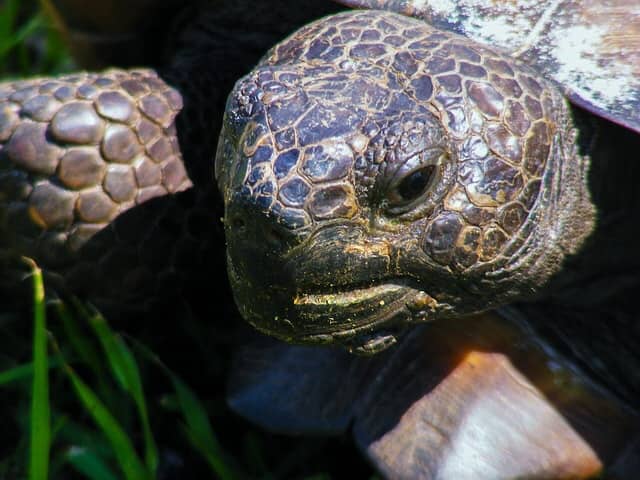 Gopher Tortoises in Louisiana - HubPages