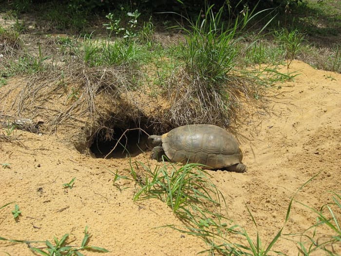 A tortoise enters a tunnel. The tunnels are extensive, forming an ecosystem that is used by many other species of reptiles.