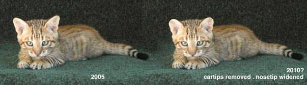 Toyger with computer generated interpretation of how it would look with widening of the nose and rounded ears