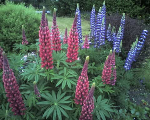 Poisonous Plants: Morning Glory (Ipomoea) Lupin (Lupini), Aconite