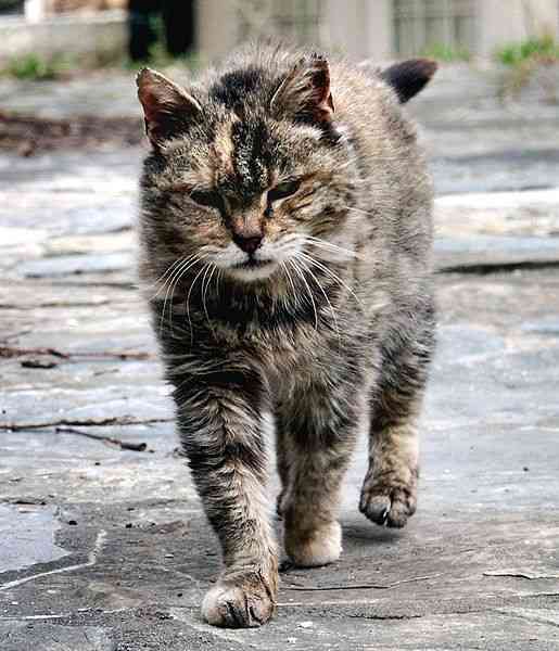 Feral Cat - This is a file from the Wikimedia Commons. Author Stavrolo Permission (Reusing this file) GFDL Ferrell Cat
