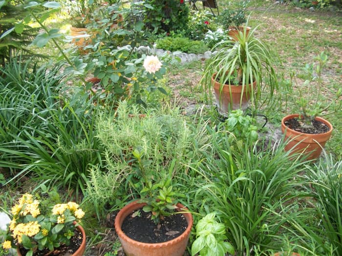 Rosemary in a pot (I grow three kinds) and basil plants amongst the lirope (a native grassy plant the provides shelter to the delicate basil.)