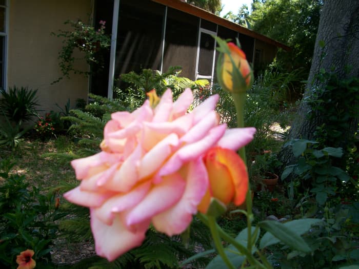 My roses -- even though inflicted with black-spot disease, they bloom like there's no tomorrow -- we can learn from them.