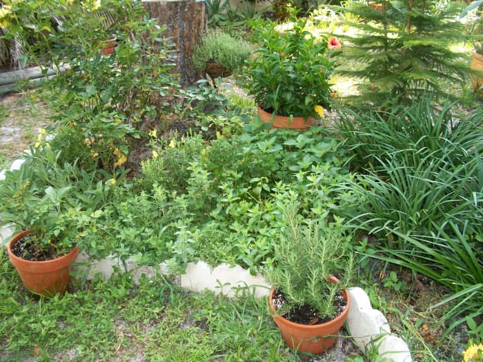 Last pictured in February, here are my herbs flourishing in the humid heat (and requiring water every day -- hope the rains start soon.) Parsley, lemon balm, sage, oregano, rosemary (in pot) -- all growing well.
