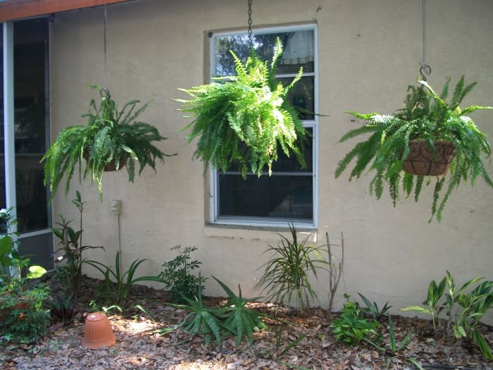 A Boston and two sword ferns, divisions made three weeks ago, happy under the eaves, just outside the guest suite.