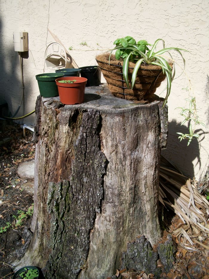 Now that it is settled I am to stay, I have started some new seedlings. This stump on the east side of the house is my favorite nursery -- on top and in the rich earth that surrounds it.
