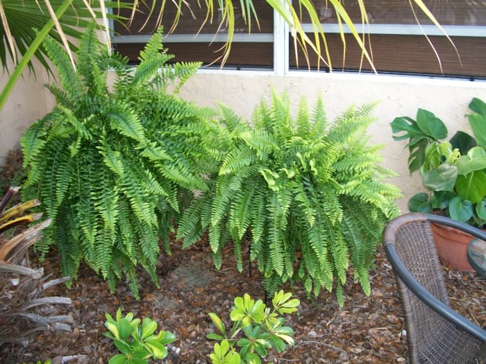 Two divisions from one Boston Fern still living in the backyard in pots on stands by my front door. Did I mention Boston Ferns are native to Florida and have nothing to do with Boston at all.