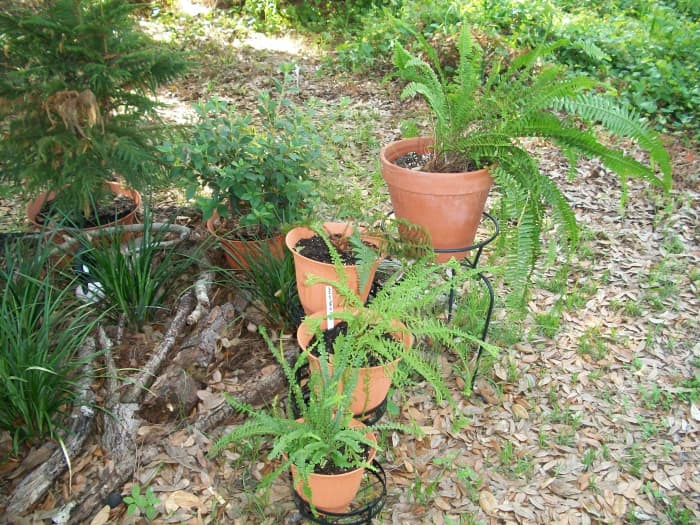 Young ferns, root cuttings from the mother plants in a sheltered area in the shade of the oaks getting a good start in life.