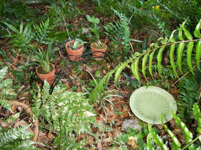 Young orchids amidst the native ferns and a water supply for the geckos, anoles, birds and garter snakes that seem to love this section of the garden.