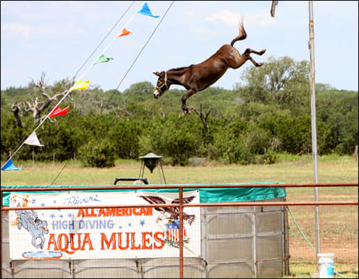 Terrifying: Mule Dipsy Doodle is forced to high-dive from a platform into a pool of water 22ft below