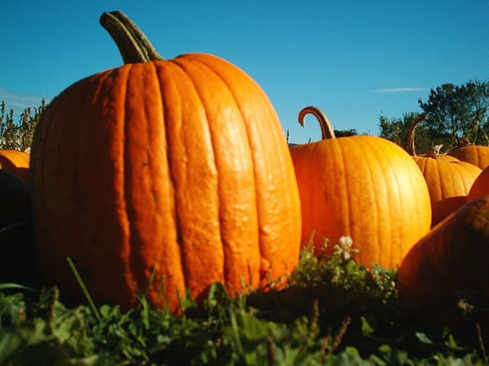 Pick your pattern or stencil first, and then choose a pumpkin that's the right size. Make sure it's evenly colored and well-rounded.