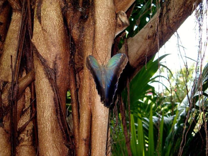 Look at the beautiful creamy colors of blues and greens on the other side of the owl butterflies wings! The butterflies can flash these colors for identification purposes as needed.