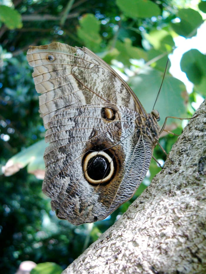An own butterfly resting on a tree branch. With its wings closed, you can see the eye spots on the wings of this amazing butterfly.