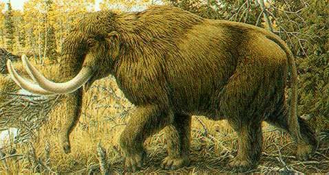 The Mammut, a close kin to the Mammoth. The Clovis Hunter in Oklahoma used these and other Big Game animals to Sustain their Way of Life.