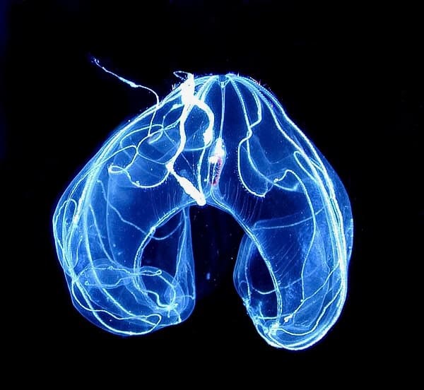 A bioluminescent ctenophore or comb jelly in the deep ocean