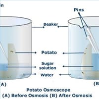 Determination of turgor pressure and study of the process of osmosis ...