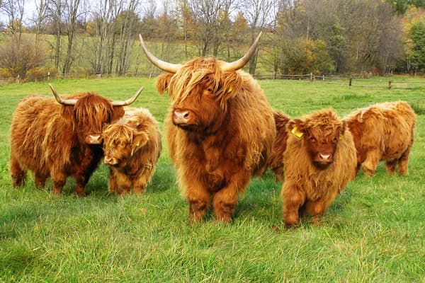 A Scottish Highland Cow Is Not a Yak! - HubPages