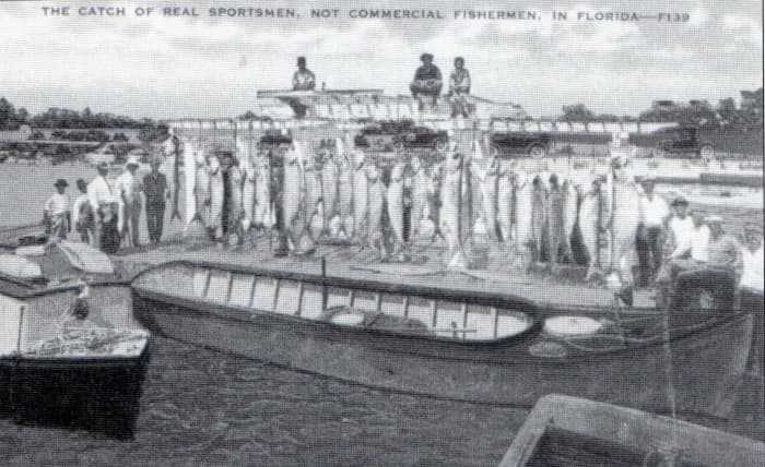Thousands of fish were caught killed and displayed sometimes by the dozens per angler, for picture taking. Tarpon are not a food fish, primitive in design, oily and full of bone. They were caught, killed and discarded.