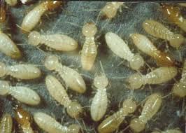 These is how the white ants (termite) look like, they seem so soft and vulnerable that at first sight one would think that they cannot do any damage to anything, that is until one can see what they can do to wooden structures.