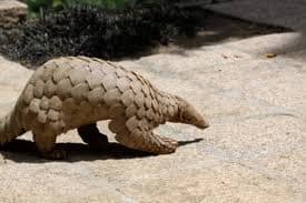 White ants are strange creatures and have few enemies, but in their natural habitat there are some enemies that eats them and this strange animal the Scaly ant eater is one of them