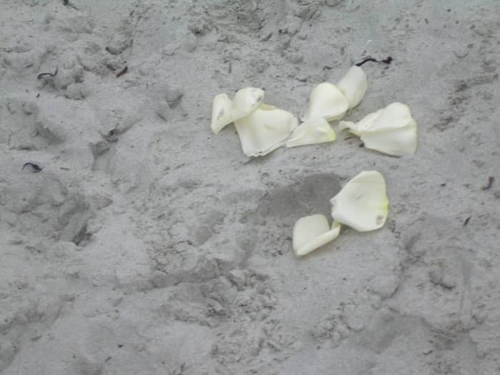 Flower petals on the seashore represent the romance between Greek Olympian Poseidon and Sally Jackson that gave birth to Percy Jackson.