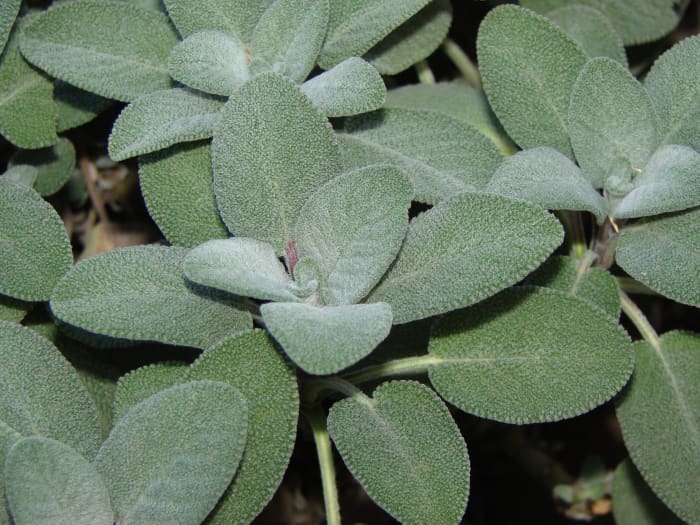 Sage has culinary, medicinal, and magickal uses.