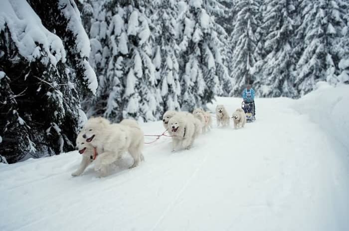 Samoyeds were originally native to the harsh Siberian climate, but can adjust to warm climates as well with shade and plenty of water.