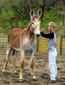 Mammoth Jack 'Coffee Hollow French Roast' in New Zealand Photographed by Brian Harricks, now owned by Awapuni Donkey Stud in New Zealand (link provided at foot of page)